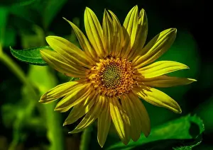 Dark Green Prints: Vibrant macro portrait of a single yellow marguerite/daisy blossom in bright sunlight on blurred natural dark green