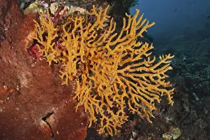 Syngnathiformes Prints: Vibrant orange coral on the seabed