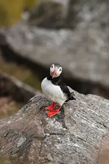 Roadtrip Prints: A vibrant puffin, Fratercula arctica