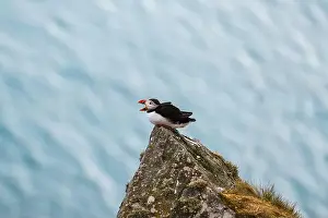 Cliffside Prints: A vibrant puffin, Fratercula arctica