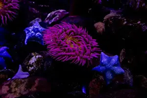 Contentment Prints: Vibrant purple sea anemone and blue starfish on rocky seabed
