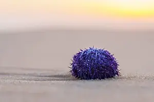Urchin Prints: Vibrant purple sea urchin sits alone on the smooth sandy beach at sunset