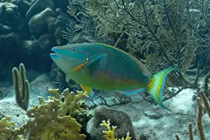 Reef Fish Prints: A vibrant Queen Parrotfish or Scarus vetula swims among coral reefs in the clear waters of Bonaire