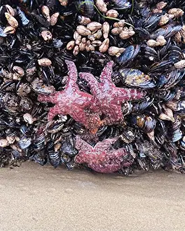 Oregon Coast Prints: Vibrant red and purple starfish cling to a rocky outcrop along the Oregon coast