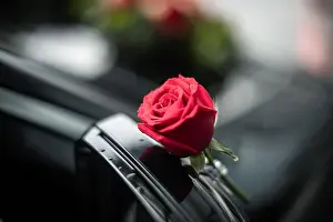 Alive Prints: A vibrant red rose resting on the glass windshield of a car