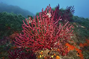 Paramuricea Clavata Prints: Vibrant red Violescent sea-whip (Paramuricea clavata)