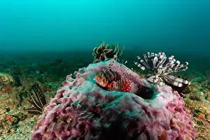 Spines Prints: A vibrant red white black striped lionfish rests atop a colourful hard coral against a clean clear background