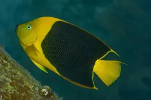 Gills Prints: A vibrant Rock Beauty Angelfish or Holacanthus tricolor swims near the coral reefs of Bonaire