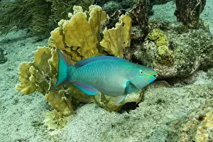 Sea Creature Prints: A vibrant Scarus vetula, commonly known as the Queen Parrotfish