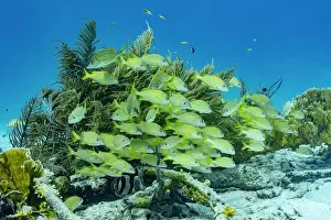Soft Coral Prints: Vibrant school of Haemulon flavolineatum
