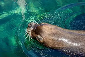Sea Lions Prints: Vibrant Sea Lions: Whiskers