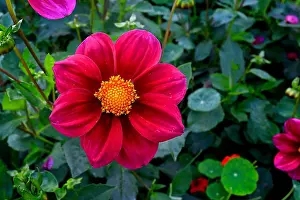 Gardener Prints: A Vibrant single flowered Dahlia from Northern France