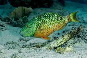 Subaquatic Prints: A vibrant Sparisoma viride, or stoplight parrotfish