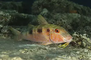 Aquatic Animal Prints: A vibrant Sparisoma viride or Stoplight parrotfish searches for food amongst the coral reefs of Bonaire