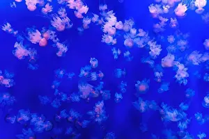 Aquamarine Prints: Vibrant and surreal background made of jellyfish gracefully moving underwater in a dreamy blue setting