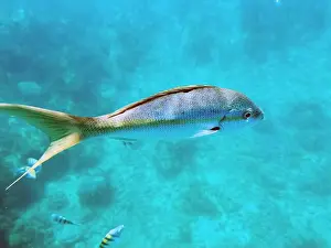 Gill Prints: A vibrant tropical fish glides through the clear