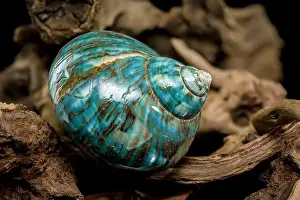 Driftwood Prints: A vibrant turquoise nautilus shell with swirling brown and white patterns