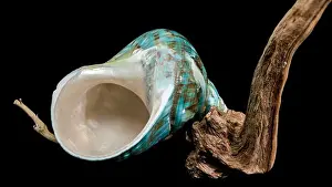 Driftwood Prints: A vibrant turquoise nautilus shell with swirling brown and white patterns