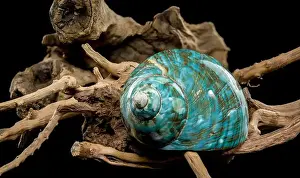 Driftwood Prints: A vibrant turquoise nautilus shell with swirling brown and white patterns