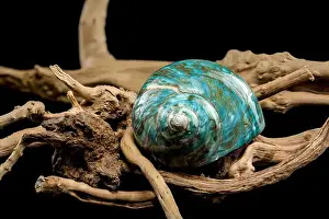 Driftwood Prints: A vibrant turquoise nautilus shell with swirling brown and white patterns