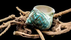 Driftwood Prints: A vibrant turquoise nautilus shell with swirling brown and white patterns