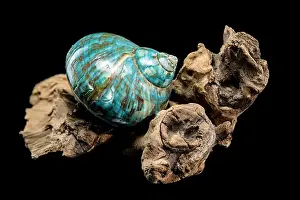 Driftwood Prints: A vibrant turquoise nautilus shell with swirling brown and white patterns