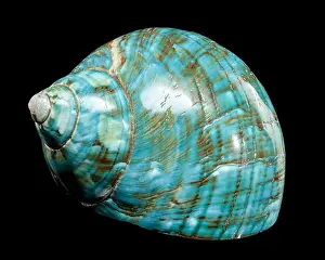 Driftwood Prints: A vibrant turquoise nautilus shell with swirling brown and white patterns against a black background