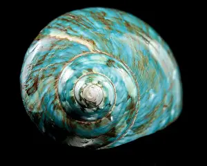 Driftwood Prints: A vibrant turquoise nautilus shell with swirling brown and white patterns against a black background