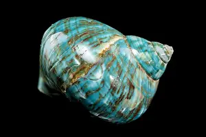 Driftwood Prints: A vibrant turquoise nautilus shell with swirling brown and white patterns against a black background