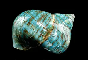 Driftwood Prints: A vibrant turquoise nautilus shell with swirling brown and white patterns against a black background