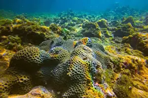 Beams Prints: Vibrant underwater landscape showcasing a prominent brain coral with a fish hiding underneath amidst other marine life