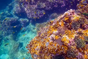 Beams Prints: Vibrant underwater landscape showcasing a prominent coral with a fish hiding underneath amidst other marine life