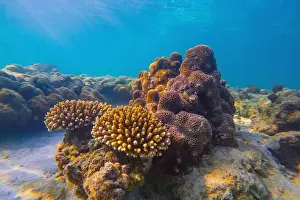Beams Prints: Vibrant underwater landscape showcasing a prominent coral with a fish hiding underneath amidst other marine life