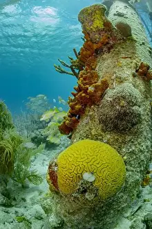 Soft Coral Prints: A vibrant underwater scene in Bonaire with yellow brain coral