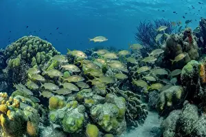 Fish School Prints: A vibrant underwater scene featuring a school of Haemulon flavolineatum or French grunt fish swimming gracefully over a
