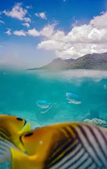Featuring Prints: A vibrant underwater scene featuring a striped fish in the foreground with other fish