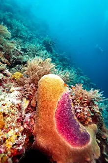 Underwater Photography Prints: A vibrant underwater scene showcases a diverse coral reef ecosystem
