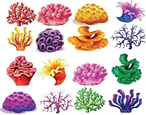 Fan Coral Prints: Vibrant vector illustrations of various coral types