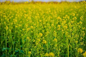 Bangladesh Prints: Vibrant Yellow Mustard Flower Field in Full Bloom in Rural Rajshahi, Bangladesh