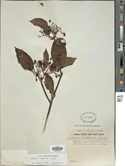 National Herbarium Prints: Viburnum nervosum D Don
