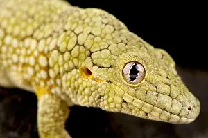 Gecko Prints: Vieillards chameleon gecko (Eurydactylodes vieillards)