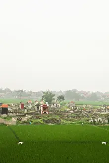 Calmness Prints: VIETNAM, Hanoi countryside, beautiful rice fields surround a cemetery in Thanh Bac Ninh