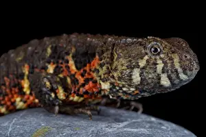 Semi Aquatic Prints: The Vietnamese crocodile lizard (Shinisaurus crocodilurus vietnamensis) was recently discovered and described in 2016