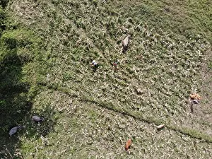 Mavic Prints: vietnamese people harvesting corn in north vietnam