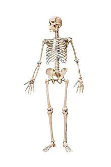 Anterior Prints: Front view of accurate full human male skeleton 3D rendering illustration isolated on white with copy space