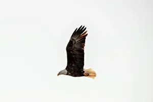 Soaring Prints: SIde view of an adult bald eagle flying in the blue sky with wings straight up