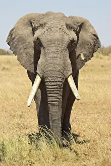 National Reserve Prints: Front view of African elephant (Loxodonta africana) with a pierced ear