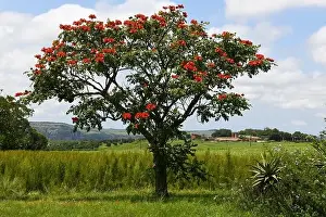 Kwazulu Natal Prints: View at a agricultural field on Oribi gorge near Port Shepstone in South Africa