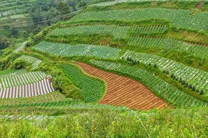 Foggy Landscape Prints: View of agricultural land in the highlands planted with various vegetables with terraced land cultivation to reduce