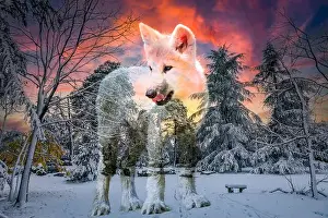 Wolf Cub Prints: view of an arctic wolf cub in a beautiful winter setting